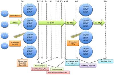 Protein-Based Vaccine Protect Against Piscirickettsia salmonis in Atlantic Salmon (Salmo salar)